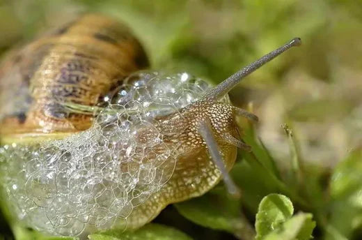 Les bienfaits de la bave d'escargot