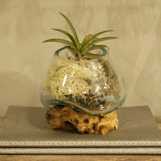 Vase en verre soufflé sur racine (plusieurs variantes)