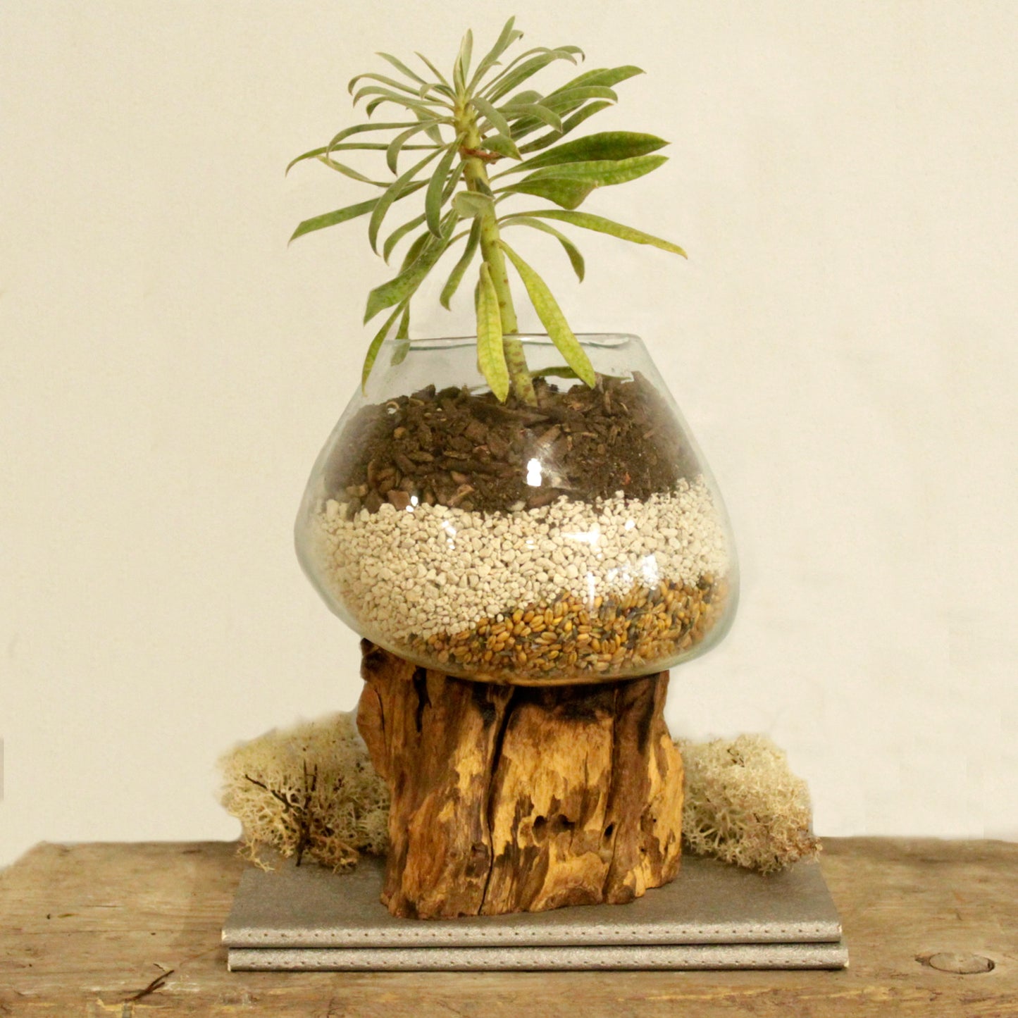 Vase en verre soufflé sur racine (plusieurs variantes)