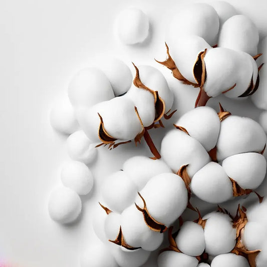 Musc intime Tahara oud