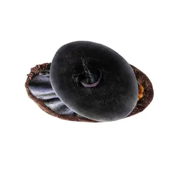 Sorcière Ravenspell par Amy Brown (20x11x26 cm)